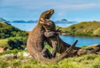 Keindahan Komodo di Pulau Komodo.(SHUTTERSTOCK/SERGEY URYADNIKOV)