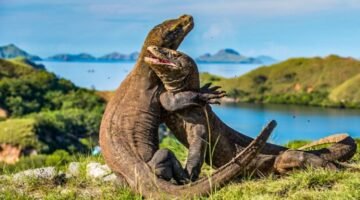 Keindahan Komodo di Pulau Komodo.(SHUTTERSTOCK/SERGEY URYADNIKOV)