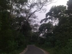 Dahan Kering Pohon di  Hutan RTK 111 Meler – Kuwus Puar Lewe Dekat Goloworok Mengancam Pelintas Jalan