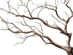 Waspada, Jalur Goloworok – Wela Berkeriapan Pohon Besar di Pinggir Jalan Bahkan Ada Dahan Besar Kering