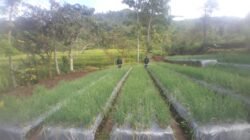 Orang Korea Selatan Sulap Lahan Padi di Lingko Meler Jadi Area Penghasil Bawang