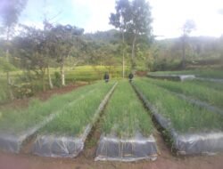 Orang Korea Selatan Sulap Lahan Padi di Lingko Meler Jadi Area Penghasil Bawang