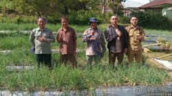 Dewan Lexy Armanjaya Sambangi Kelompok G’Farm Meler yang Bergerak di Budidaya Bawang Merah
