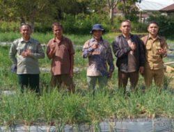 Dewan Lexy Armanjaya Sambangi Kelompok G’Farm Meler yang Bergerak di Budidaya Bawang Merah